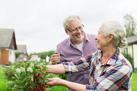 农业,园艺,老人们的快乐的老夫妇收获红色醋栗夏季花园图片