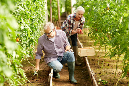 农业,园艺,老人的老人用锄头除草花园床妇女收获作物的番茄温室农场图片