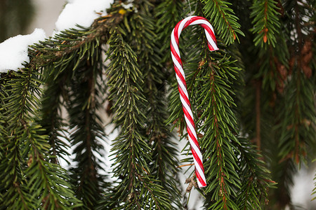 寒假装饰糖果甘蔗诞树玩具杉木树枝上覆盖着雪杉树枝上的糖果甘蔗诞玩具图片