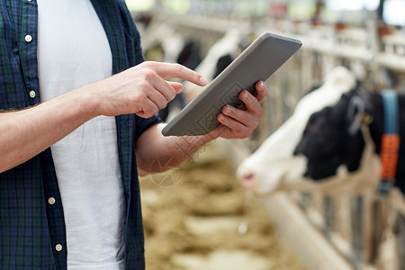 农业农业人类技术畜牧业奶牛场的牛舍里用平板电脑奶牛的人农民图片