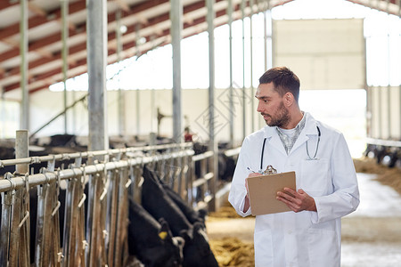 农业,人畜牧业的兽医医生与剪贴板牛群奶牛场的牛舍背景图片