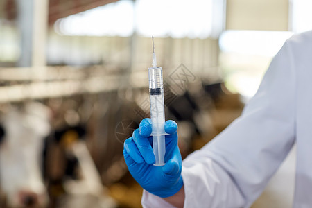 农业农业医药动物疫苗接种人的兽医医生用注射器奶牛场的牛舍里疫苗图片