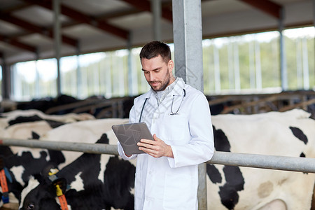 农业,人畜牧业的兽医医生与平板电脑计算机牛群奶牛场的牛舍背景图片