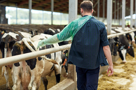 农业工业,农业,人畜牧业的人农民兽医手套与牛群奶牛场的牛舍图片