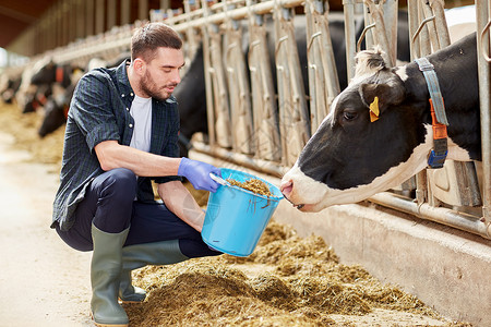 农业工业,农业,人畜牧业的轻人农民与奶牛桶奶牛场的牛棚背景图片