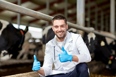 农业工业,农业,人畜牧业的兽医医生奶牛场的牛舍竖大拇指的手势背景图片