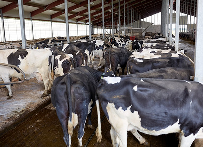 农业农业畜牧业奶牛场牛舍中的牛群图片