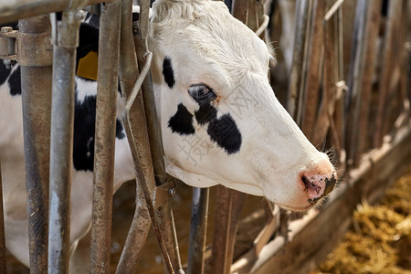 农业农业畜牧业奶牛场牛舍中的奶牛图片