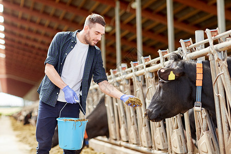 农业工业,农业,人畜牧业的轻人农民用桶喂牛群与干草奶牛场的牛棚背景图片