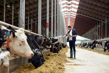 农业,人畜牧业的快乐的轻人农民与剪贴板奶牛奶牛场的牛舍农场里剪贴板奶牛的农民背景图片