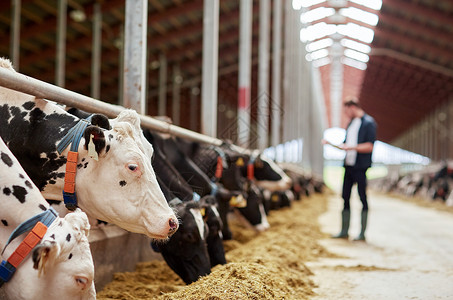 农业农业畜牧业奶牛场上吃干草人的牛群奶牛场的牛棚里吃干草的牛群图片