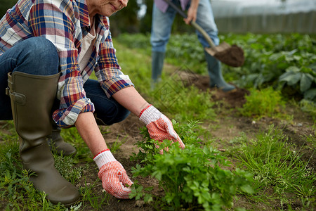 农业,园艺,农业人的快乐的老夫妇夏季农场的花园工作花园夏季农场工作的老夫妇背景图片