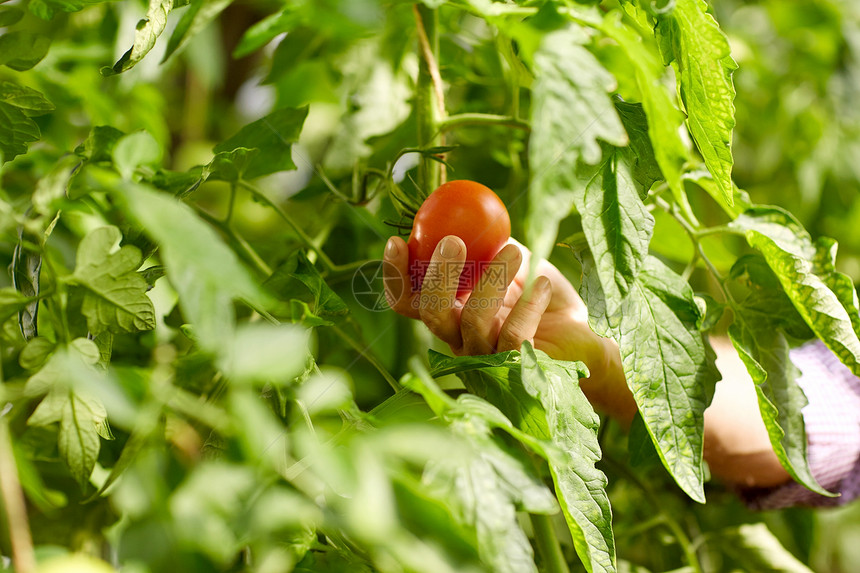农业,园艺,收获人们的资深农民农场温室采摘西红柿的手资深农民农场温室采摘西红柿图片