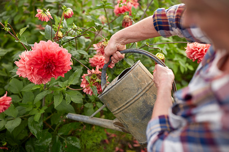 农业,园艺人的老年女子与浇水罐大丽花盛开夏季花园老妇女夏季花园浇花背景图片