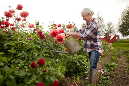 农业,园艺人的快乐的老年女子与浇水罐大丽花盛开夏季花园老妇女夏季花园浇花背景图片