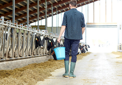 农业农业人畜牧业轻人农民,带着水桶沿着奶牛场奶牛场走带着水桶奶牛场的牛棚里散步的人背景图片