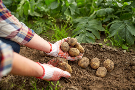 农业,园艺,农业人的农民与土豆农场花园农场花园里土豆的农民背景图片