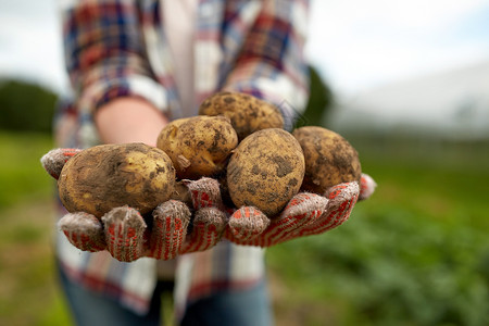 农业,园艺,农业人的农民农场土豆农夫农场手里着土豆背景图片