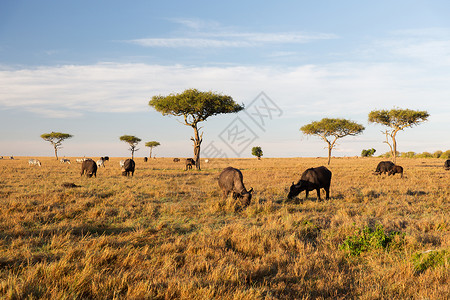 动物,自然野生动物的水牛公牛马赛马拉草原非洲放牧水牛公牛非洲的萨凡纳吃草背景图片