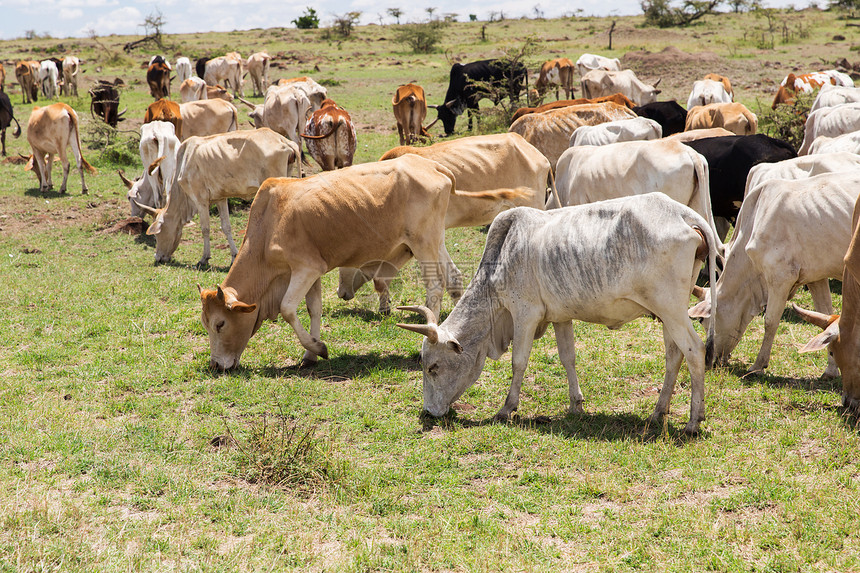 非洲的大草原上放牧的牛群图片