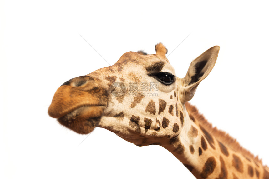 动物,自然野生动物的长颈鹿的头部孤立白色背景把长颈鹿的头贴白色上图片