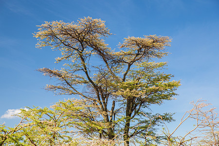 自然环境野生动物非洲马赛马拉保护区草原的相思树非洲大草原的相思树图片