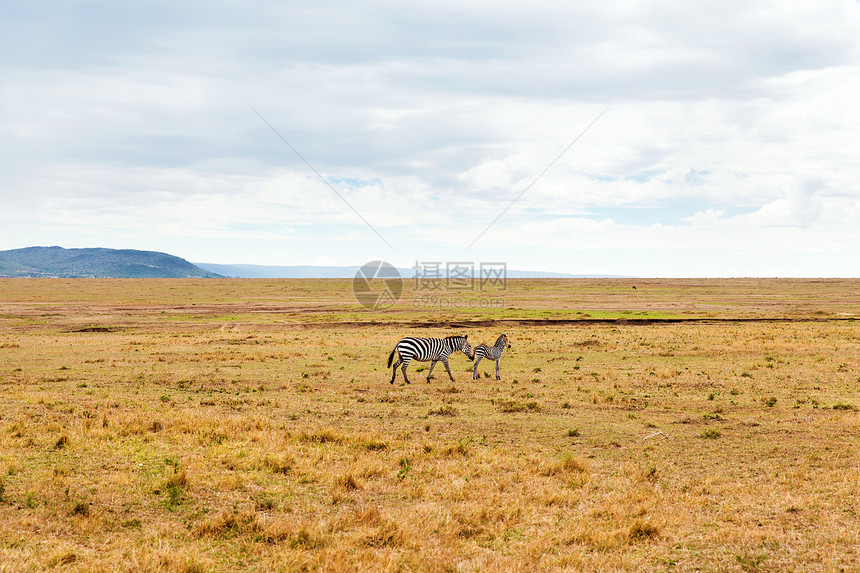 动物,自然野生动物斑马与婴儿放牧马赛马拉储备草原非洲斑马非洲的萨凡纳吃草图片