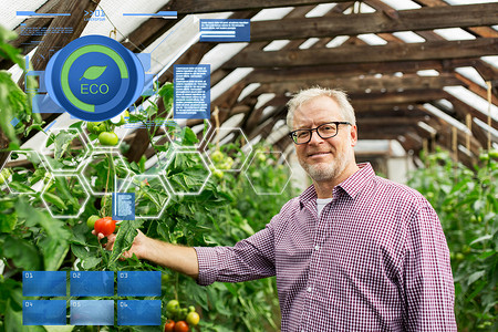 机农业,农业人的老人农民农场的温室种植西红柿老人农场温室里种西红柿图片