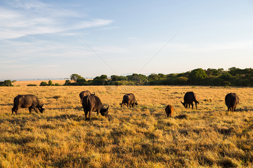 动物,自然野生动物的水牛公牛与小牛放牧马赛马拉草原非洲水牛公牛非洲的萨凡纳吃草图片
