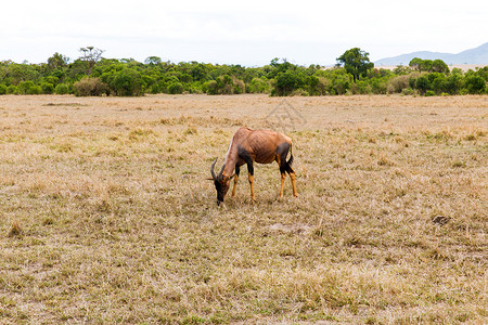 非洲马赛马拉保护区草原上的羚羊图片