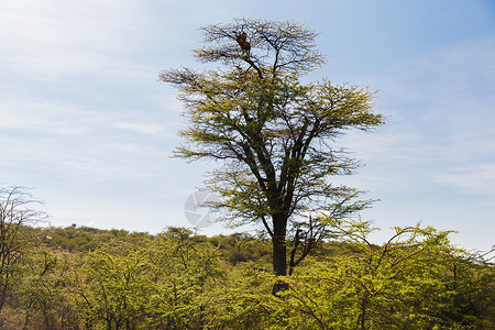 动物,自然野生动物的豹非洲热带草原的树顶非洲热带草原树顶上的豹子图片