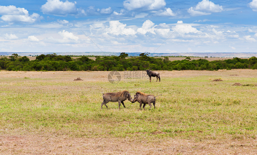 动物,自然野生动物的疣猪马赛马拉储备草原非洲战斗疣猪非洲的萨凡纳战斗图片