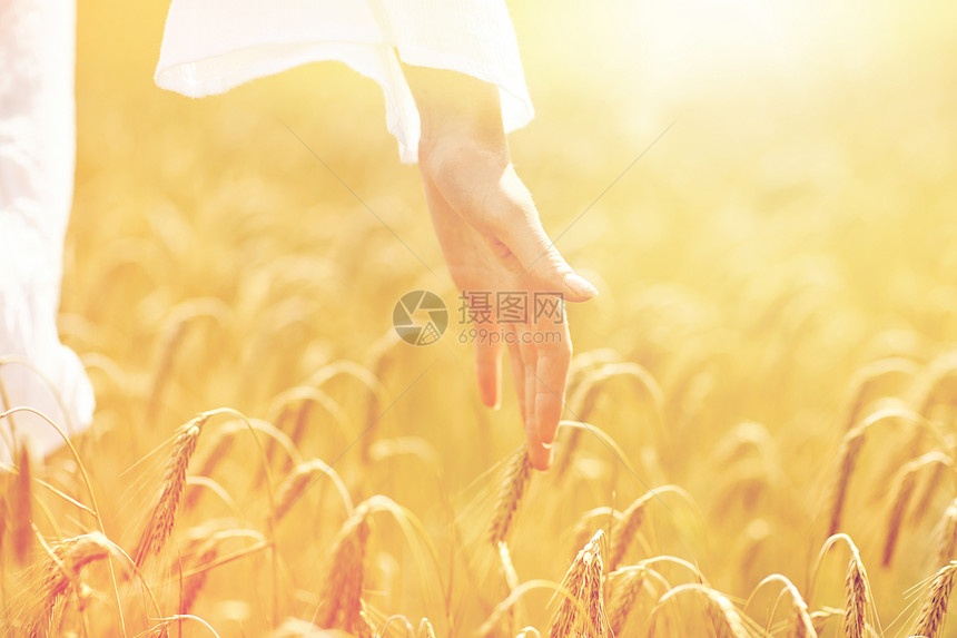 乡村,自然,暑假,农业人民的密切轻妇女的手触摸谷物领域的小穗把女人的手关谷物地里图片