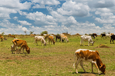 非洲草原上放牧的牛图片