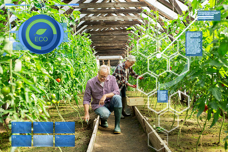 机农业,农业人的老人与锄草花园床妇女收获作物的番茄温室农场农场温室工作的老夫妇背景