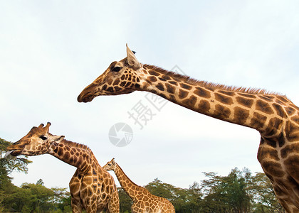 动物自然野生动物非洲保护区公园的长颈鹿非洲保护区公园的长颈鹿图片