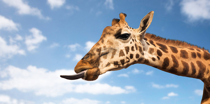 动物,自然野生动物的长颈鹿舌头长颈鹿展示舌头图片