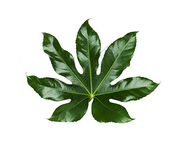 自然,机植物学白色背景上的绿叶白色背景上的绿叶图片