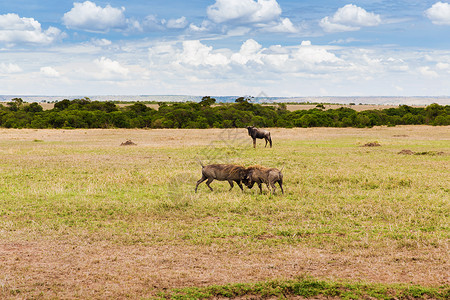 动物,自然野生动物的疣猪马赛马拉储备草原非洲战斗疣猪非洲的萨凡纳战斗图片