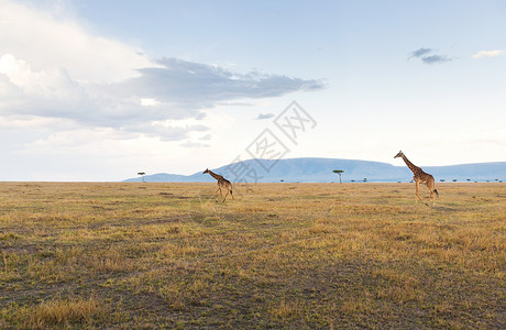 动物,自然野生动物长颈鹿马赛马拉储备草原非洲非洲大草原的长颈鹿图片