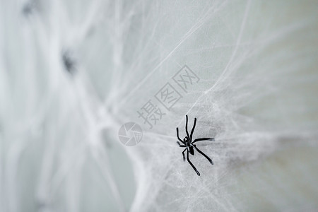 万节,装饰可怕的黑色玩具蜘蛛人造蜘蛛网万节装饰黑色玩具蜘蛛蛛网上背景图片
