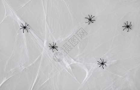 万节装饰人工蛛网上的黑色玩具蜘蛛万节装饰黑色玩具蜘蛛网上背景图片