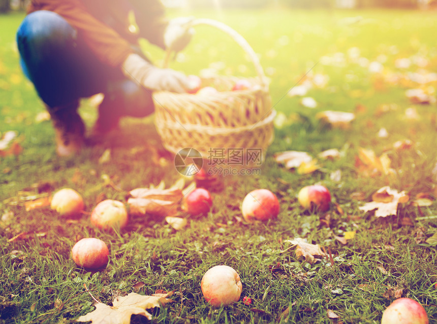 农业园艺收获人们的女人秋天的花园里摘苹果并把它们放进柳条篮子里带着篮子的女人秋天的花园里摘苹果图片
