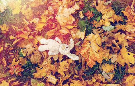 季节,童孤独的孤独的玩具兔子秋天落叶秋天落叶中的玩具兔子图片
