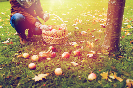 农业园艺收获人们的女人秋天的花园里摘苹果并把它们放进柳条篮子里带着篮子的女人秋天的花园里摘苹果背景图片