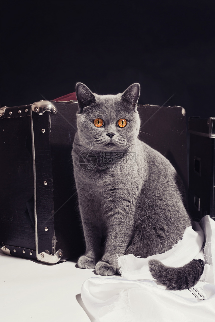 轻的灰色英国猫坐手提箱旁边图片