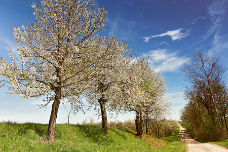 乡村道路附近果树开花阳光明媚的春天春天的田野盛开的树木图片