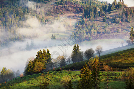 山上的雾云雾蒙蒙的阳光明媚的早晨森林里雾中的树林绿春草甸图片