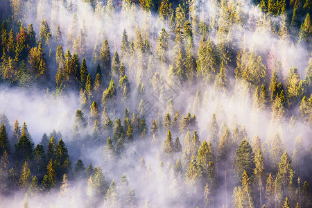 山上针叶林丽的雾景观日出,雾阳光松树杉林山背景图片