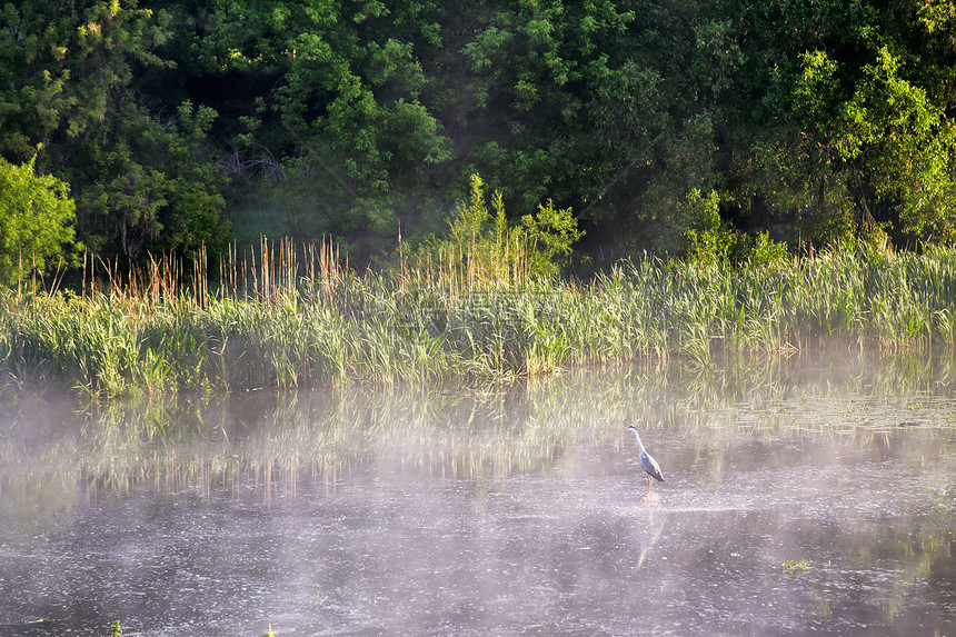 海伦雾蒙蒙的早晨河上鸟蛙啄食野生动物图片